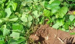 土瓜图片怎么吃,解锁土瓜的多彩吃法