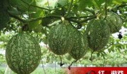 小吊瓜几个叶做瓜合适吃,几个叶做瓜最合适食用