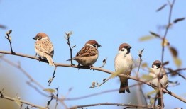 麻雀吃瓜怎么防止,避免麻雀吃瓜的困扰