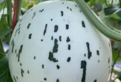 我没有吃瓜系统,不跟风吃瓜，深度解析幕后故事