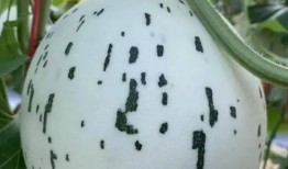 我没有吃瓜系统,不跟风吃瓜，深度解析幕后故事