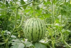 吃瓜哥曹县,揭秘网络红人的崛起之路