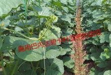运城中介吃瓜,吃瓜群众眼中的风云变幻