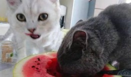 吃瓜囊的猫,趣味宠物背后的故事