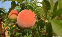 林川奈奈子 吃瓜,瓜田里的明星，揭秘娱乐圈幕后故事