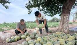 农村天天吃瓜,天天共享田园生活