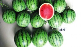 广西艺校吃瓜,揭秘校园吃瓜背后的故事