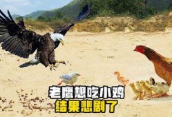 老鹰吃小鸡瓜视频,自然法则下的生存瞬间