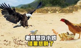 老鹰吃小鸡瓜视频,自然法则下的生存瞬间