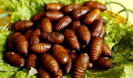 刘大瓜吃蚕蛹,舌尖上的极限挑战