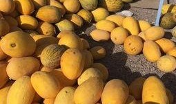 瓜洲吃瓜,一场别开生面的“吃瓜”盛宴