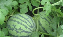 葵瓜孕妇可以吃,营养美味两不误