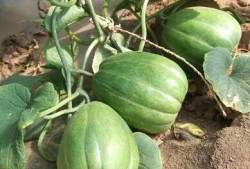 吃老瓜的人,岁月沉淀的智慧与感悟