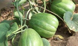 吃老瓜的人,岁月沉淀的智慧与感悟