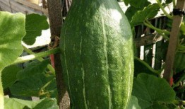 刀小刀的瓜在哪吃