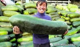 腹水瓜可以吃不,美味与健康的双重享受