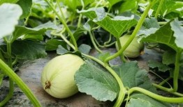 女子带瓜吃,女子带瓜吃，共享夏日清凉时光