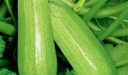 适当吃瓜,吃瓜解暑，揭秘夏日消暑美食攻略