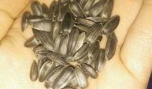 别人吃瓜我吃瓜子,从吃瓜到吃瓜子的趣味演变