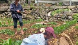 吃瓜哥曹县,揭秘网络红人的崛起之路