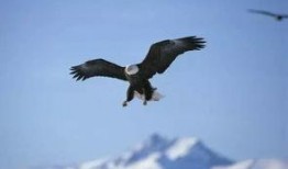 老鹰吃小鸡瓜视频,自然法则下的生存瞬间