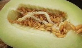 吃毛瓜会过敏吗,了解毛瓜过敏症状及预防措施