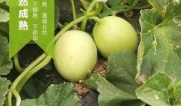 九围吃瓜,揭秘吃瓜群众的狂欢盛宴