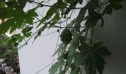 爬窗台吃瓜,爬窗台吃瓜的奇妙体验