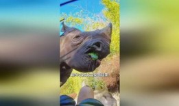 吃瓜的犀牛,揭秘动物界的“美食侦探”