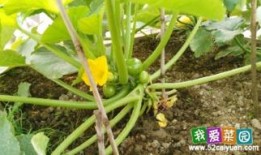 种菜吃瓜,自种蔬菜，共享瓜果乐