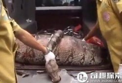 吃瓜活人解剖