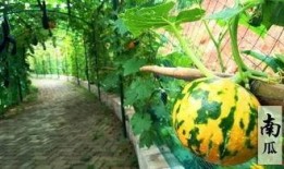 吃瓜背诗视频,趣味教学新体验