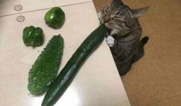 猫瓜草根可以吃吗,探究其食用价值与食用方法