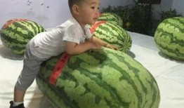 商业的吃瓜事件,揭秘吃瓜事件背后的商业博弈