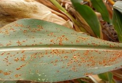 皮炎可以吃土瓜不