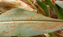 皮炎可以吃土瓜不