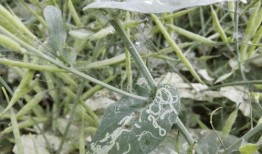 吃瓜叶子的害虫,守护绿色家园的秘密武器