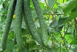 难知吃瓜,揭秘难知吃瓜背后的真相与趣味