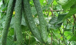 难知吃瓜,揭秘难知吃瓜背后的真相与趣味