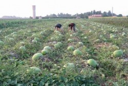 仙女云基地吃瓜