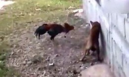 08吃瓜侠,揭秘网络红人的崛起与影响