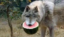 吃瓜复仇,一场网络时代的正义之战