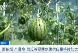 象甲吃瓜群众,吃瓜群众眼中的赛场风云录