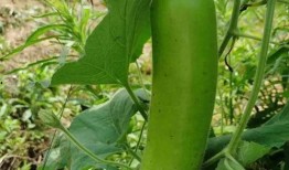 胃炎可以吃瓠子瓜吗,胃炎患者适宜食用瓠子瓜的饮食建议