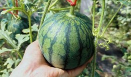 西北锤王吃瓜,揭秘娱乐圈幕后风云