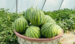 男子快速吃瓜,男子挑战快速吃瓜极限