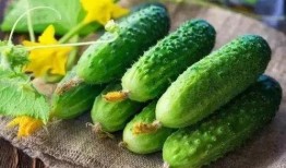 夏吃瓜吃哪些,夏吃瓜，这些瓜类不容错过