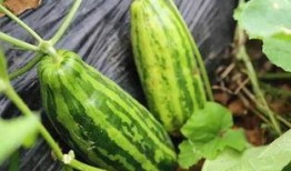 集美吃瓜了啥意思,网络热词背后的趣味与思考