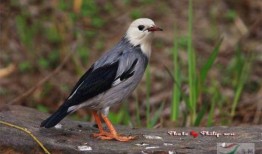 什么鸟吃小瓜,揭秘吃小瓜的神秘鸟类