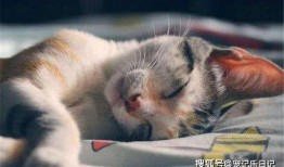 吃瓜囊的猫,趣味宠物背后的故事